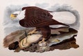 Illustration of Bald eagle Haliaeetus leucocephalu eating a Flathead catfish